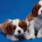 Two brown and white puppies against blue