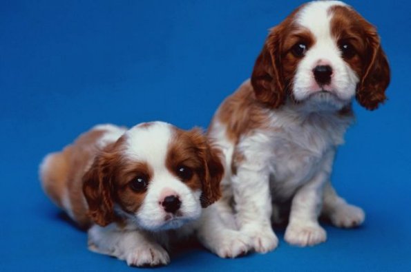 Two brown and white puppies against blue