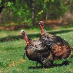Two brown turkeys