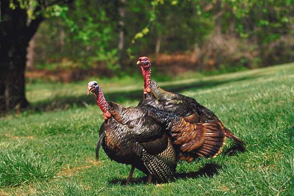 Two brown turkeys