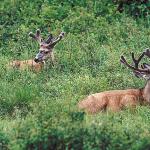 Two bucks in grass uid 1012826