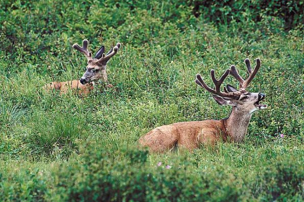 Two bucks in grass uid 1012826