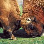 Two buffalo
