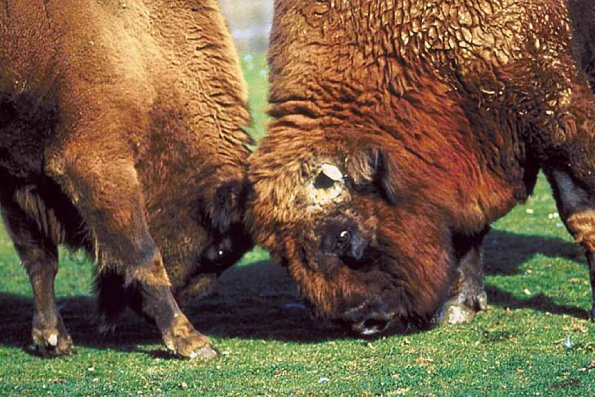 Two buffalo