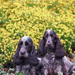 Two cocker spaniels in flowerbed uid 1006280