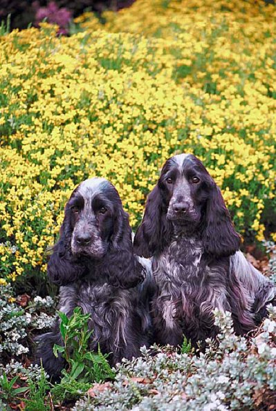 Two cocker spaniels in flowerbed uid 1006280