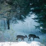 Two deer crossing Winter Scene Quebec Canada uid 1043066