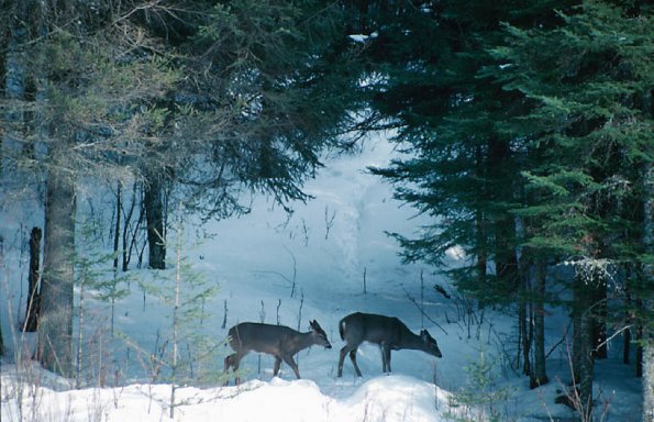 Two deer crossing Winter Scene Quebec Canada uid 1043066