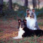 Two dogs in forest