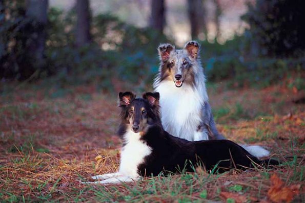 Two dogs in forest