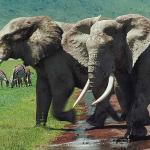Two elephants with zebras uid 1012899