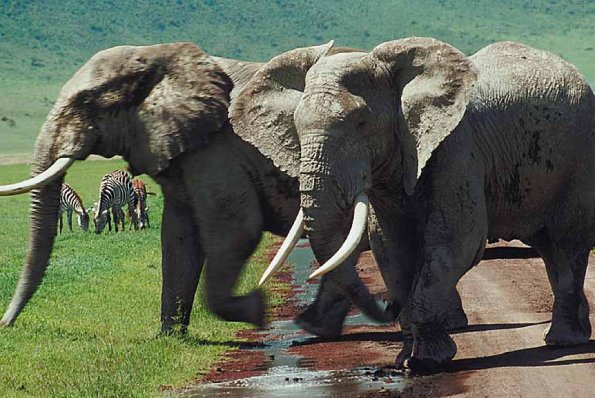 Two elephants with zebras uid 1012899