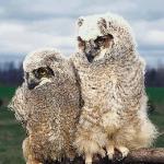 Two fluffy white owls