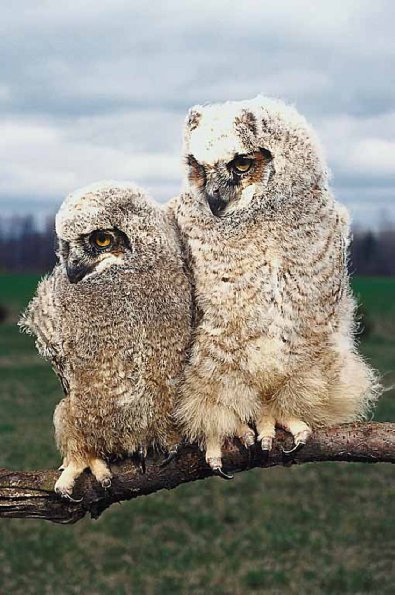 Two fluffy white owls