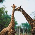 Two giraffes nuzzling each other uid 1012768