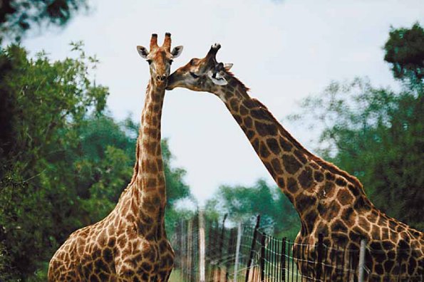 Two giraffes nuzzling each other uid 1012768