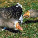 Two gray geese fighting
