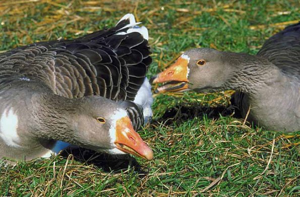 Two gray geese fighting