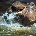Two hippopotami