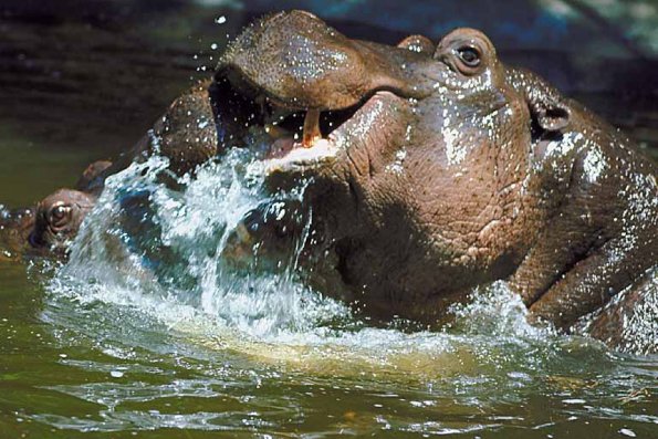 Two hippopotami