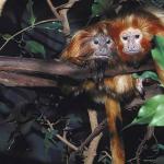 Two long haired monkeys in tree uid 1012944