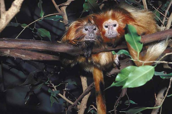 Two long haired monkeys in tree uid 1012944