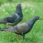 Two pigeons on a grassy field uid 1529130