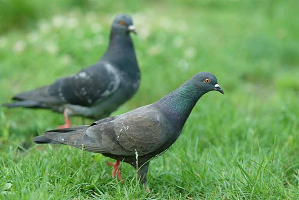 Two pigeons on a grassy field uid 1529130