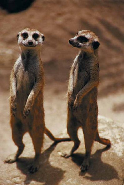 Two prairie dogs uid 1012781