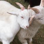 Two white goats playing in pen c uid 1181440