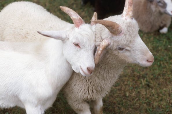 Two white goats playing in pen c uid 1181440