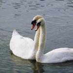 Two white swans swimming together