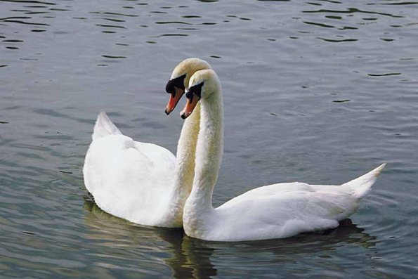 Two white swans swimming together