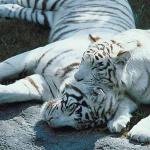 Two white tigers uid 1012883