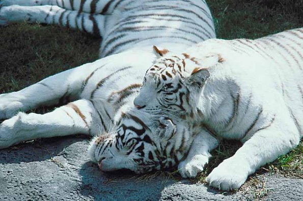 Two white tigers uid 1012883