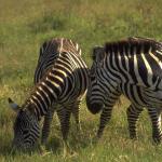 Twozebras