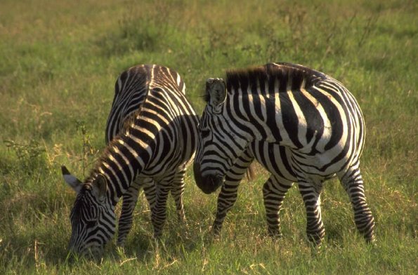 Twozebras