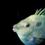 Under the Red Sea 0011