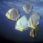 Under the Red Sea 0019