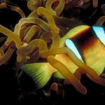 Under the Red Sea 0022