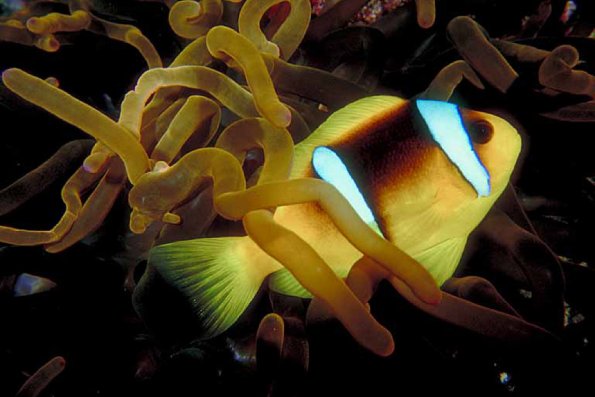 Under the Red Sea 0022