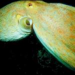 Under the Red Sea 0024