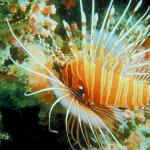 Under the Red Sea 0026
