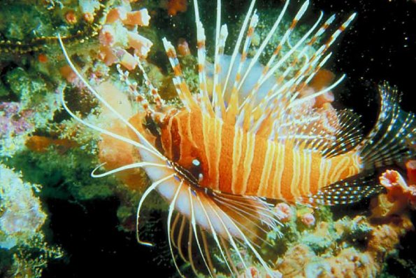 Under the Red Sea 0026