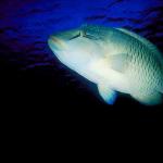 Under the Red Sea 0027