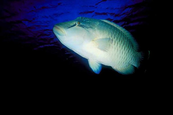 Under the Red Sea 0027