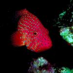 Under the Red Sea 0028
