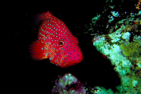 Under the Red Sea 0028
