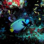 Under the Red Sea 002