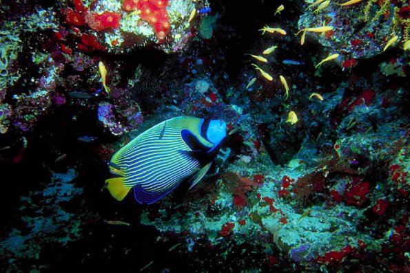 Under the Red Sea 002